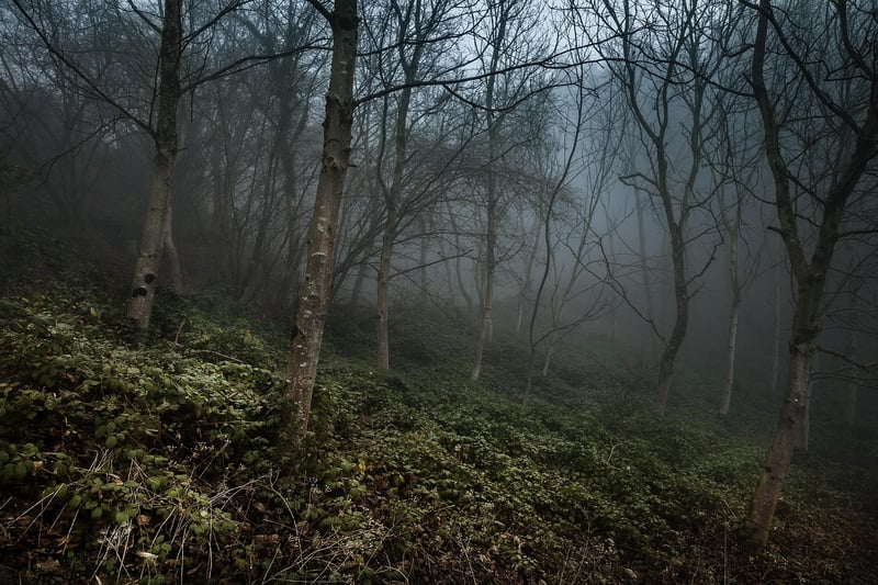 Mystery Woods